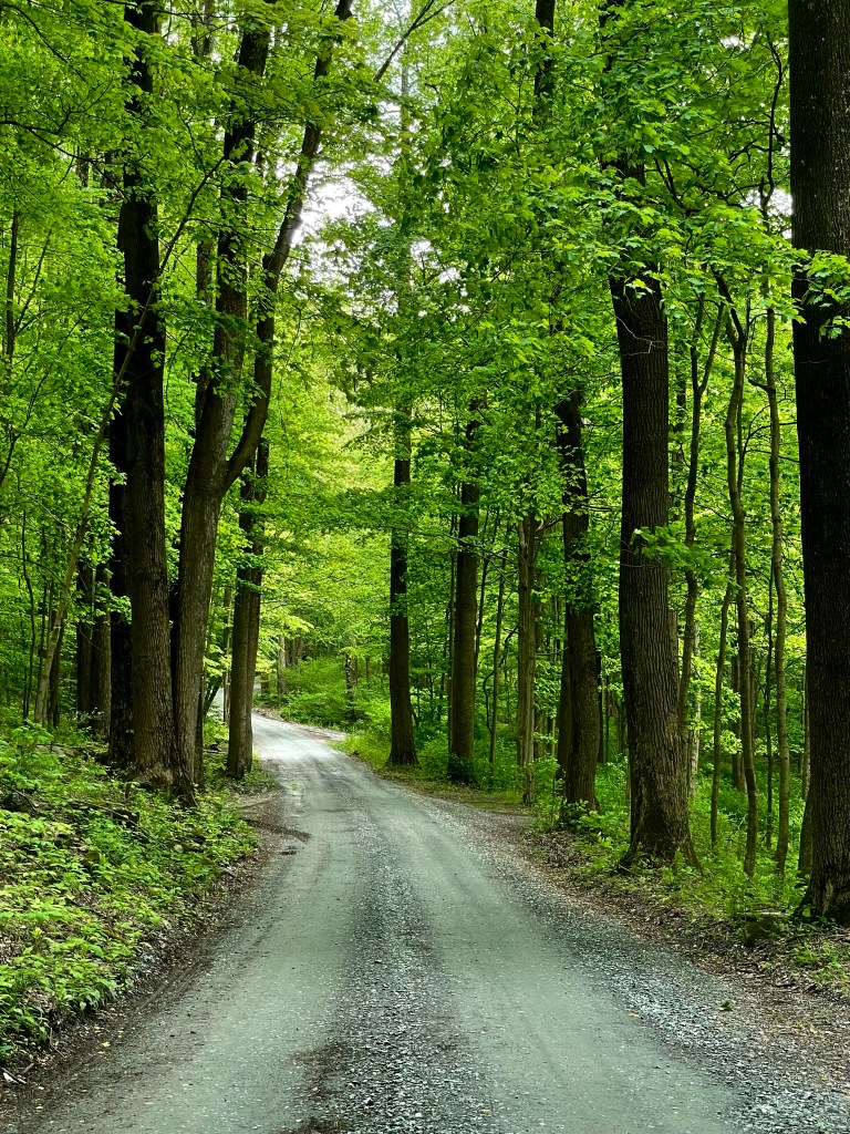 A serene gravel path winding through a lush green forest, inviting exploration. The path to happiness is paved by enjoying everything you do!

